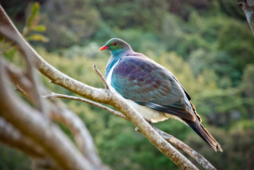A wood pigeon resting on a tree in New Zealand