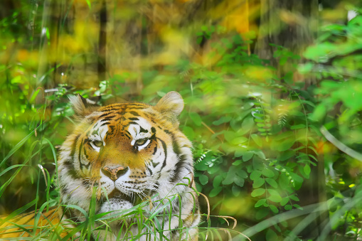 front view of a tiger in the jungle