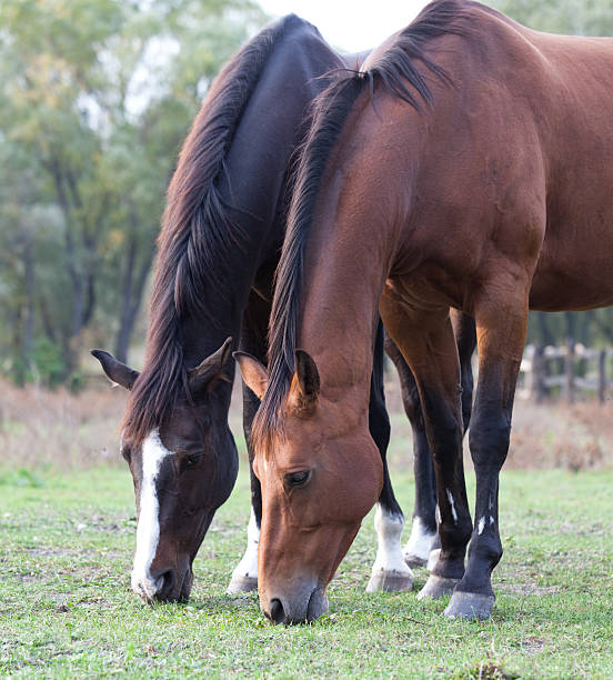 istock Two purebred horses grazing in a meadow 476100179