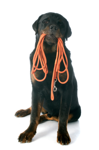 portrait of a purebred rottweiler in front of white background