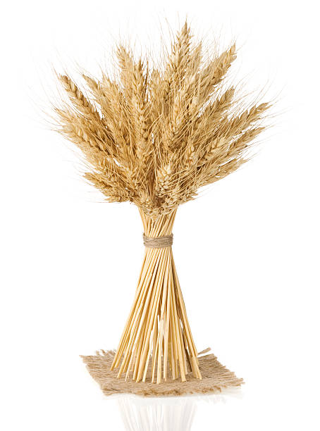 istock ears of barley  isolated on white 476101149