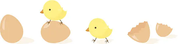 Vector illustration of Chicks Eggs