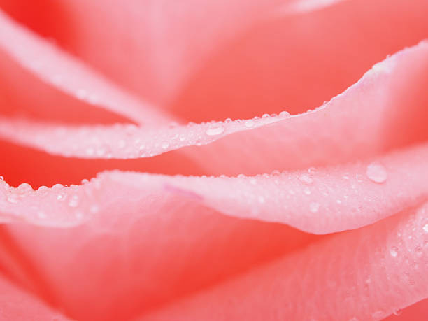 istock Detail of rose close 476101601