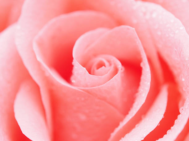 istock Detail of rose close 476101635