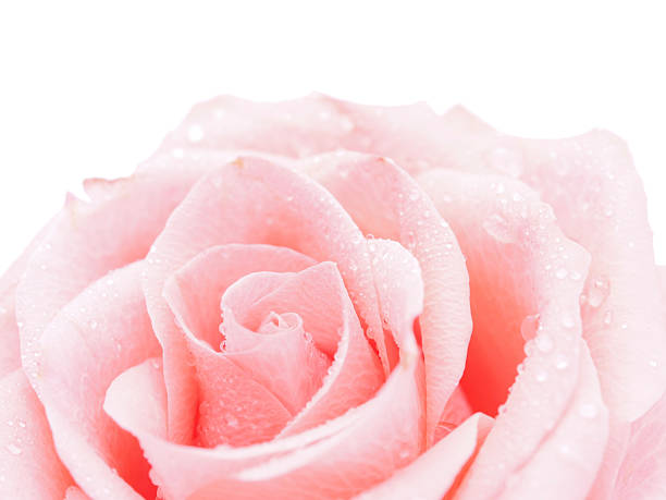 Detail of rose close