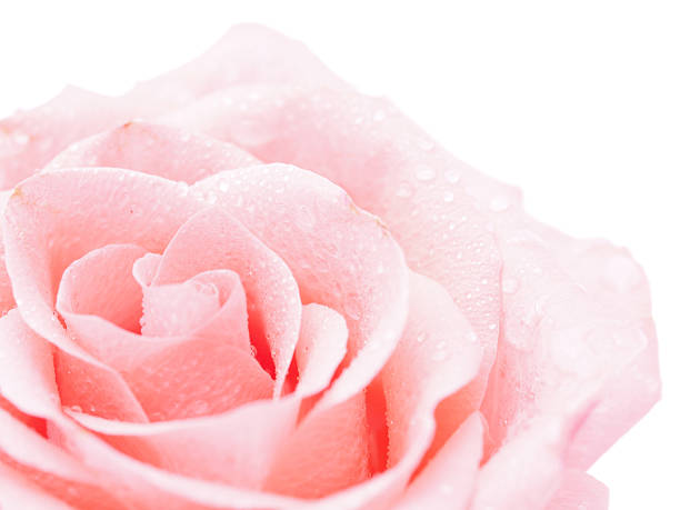 istock Detail of rose close 476101649