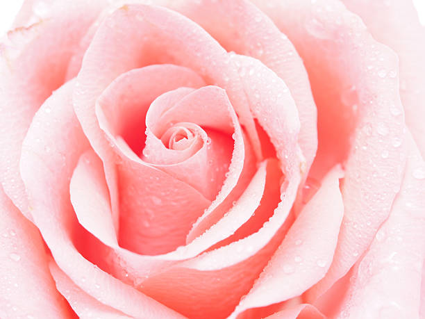 istock Detail of rose close 476101657