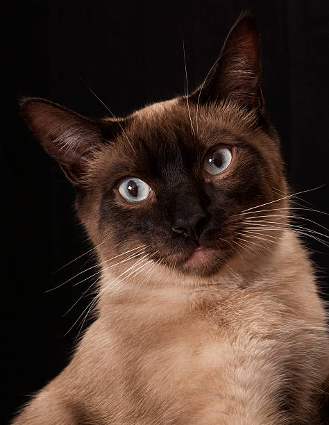 istock Siamese cat portrait isolated against dark background 476102419