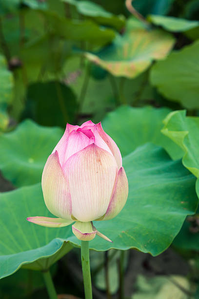 istock blooming lotus flower in the sunshine 476102571