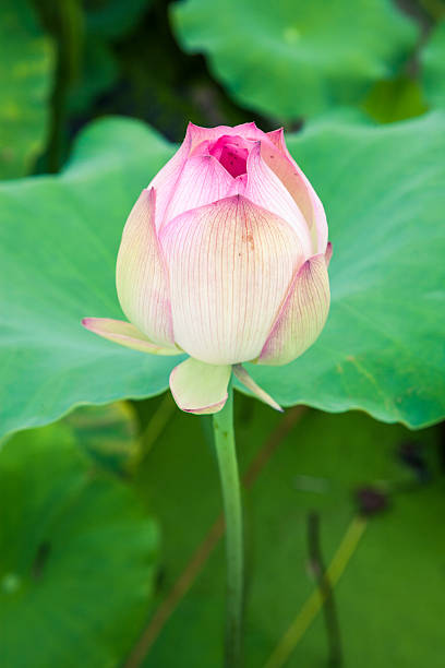istock blooming lotus flower in the sunshine 476102645