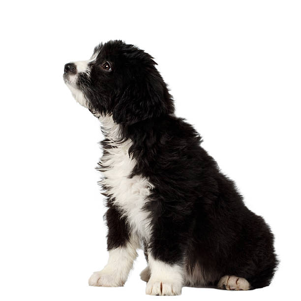 istock Mixed Breed Black Puppy Sits and Looking up Camera Isolated 476102786