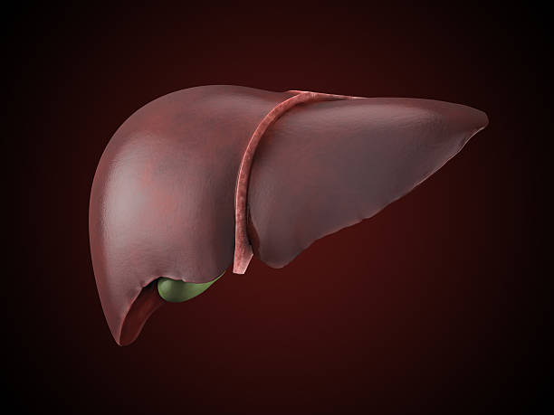 istock Realistic human liver illustration 476102960