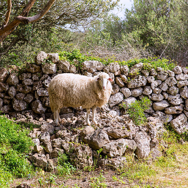 lamb sheep in mediterranean landscape at Menorca Balearic islands
