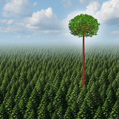 Stand out from the crowd concept as a forest of evergreen trees with a successful leaf tree standing high above the competition as a business metaphor for individuality and different individual distinction to prosper as an outsider.