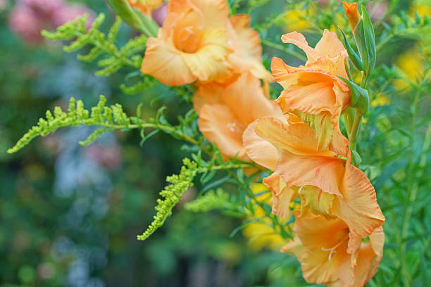 Gladiola with golden rod, Germany, Eifel.