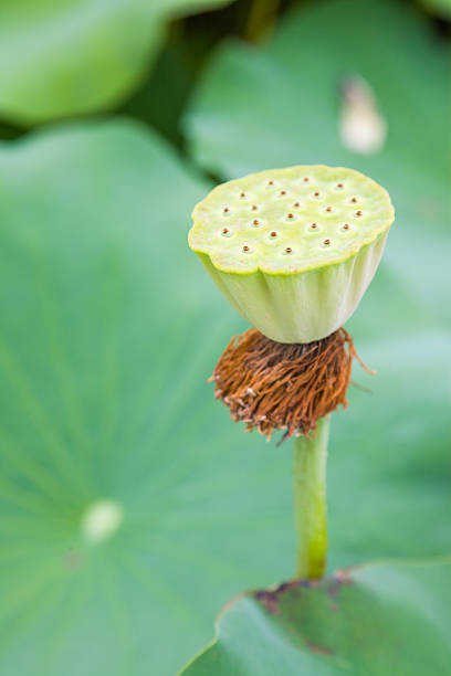 istock lotus seedpod in the sunshine 476106583