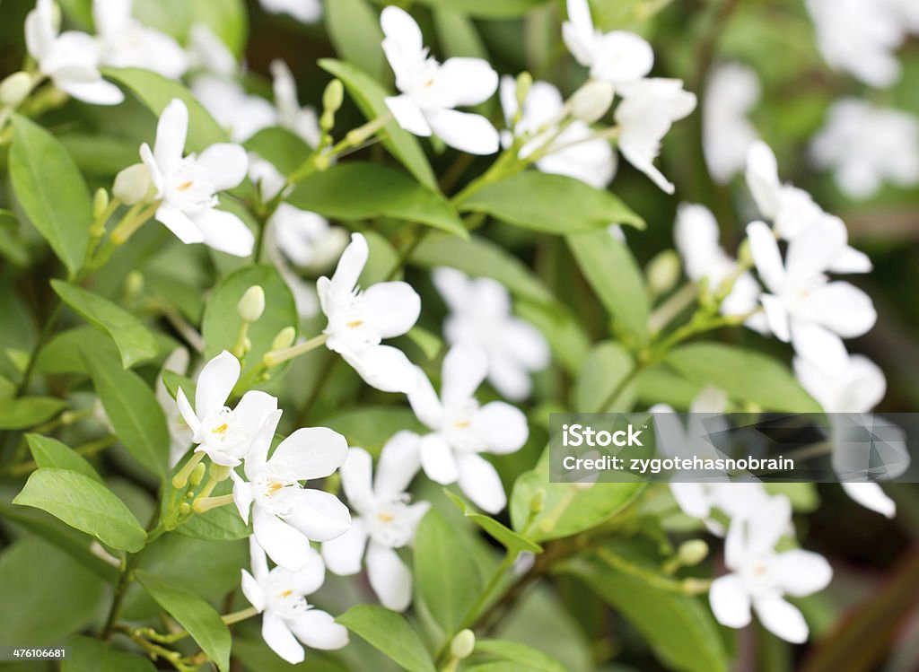 Wringhtia antidysenterica R.Br. Backgrounds Stock Photo