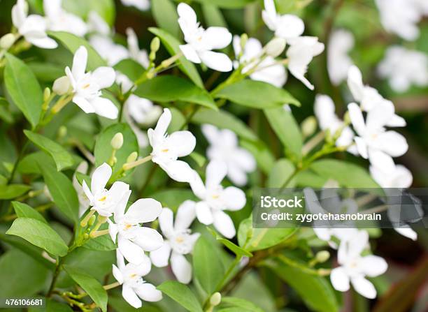 Wringhtia Antidysenterica Rbr Stock Photo - Download Image Now - Backgrounds, Botany, Close-up