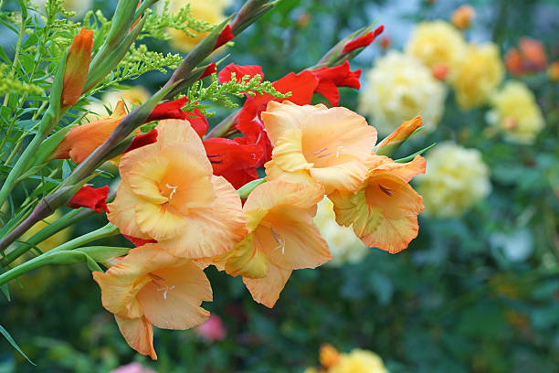 gladiola con varilla de oro - gladiolus fotografías e imágenes de stock