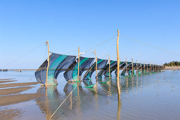 ve anguila fry - eel trap fotografías e imágenes de stock