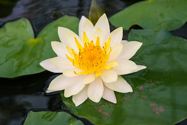 nuphar polysepalem - lotus root water lotus plant - fotografias e filmes do acervo