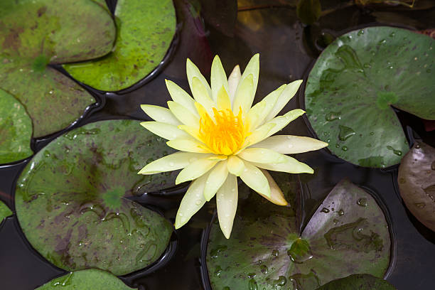 nuphar polysepalem - lotus root water lotus plant - fotografias e filmes do acervo