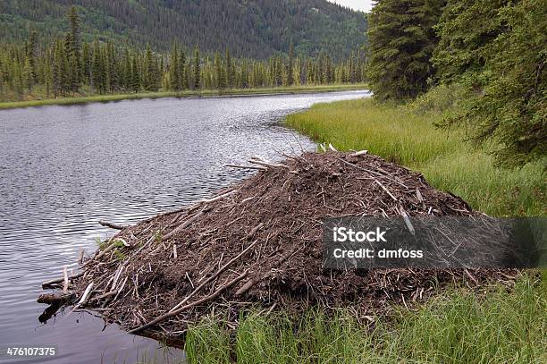Бивер Lodge — стоковые фотографии и другие картинки Бобровая плотина - Бобровая плотина, Beaver Lodge, Аляска - Штат США