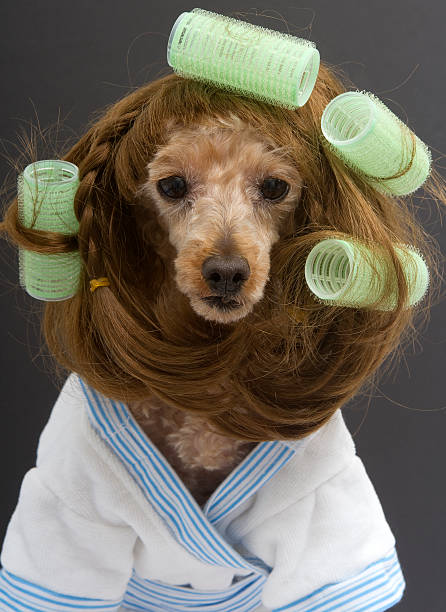 istock Brunette Poodle with Green Curlers 476108005