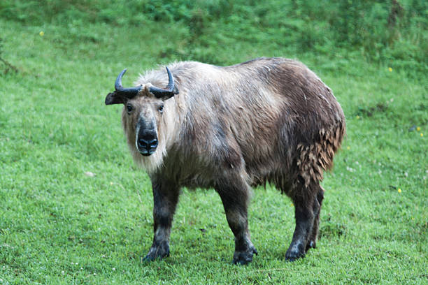 Takin Rearing 550+ Takin Stock Photos, Pictures & Royalty-Free Images - iStock