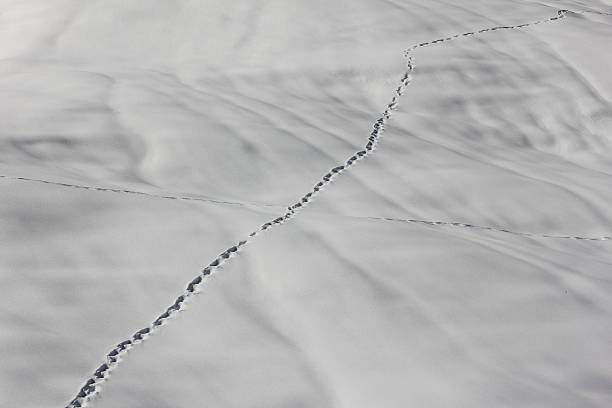 istock To leave one's marks, Track in Snow, Footprints, Winter Scenery 476108275