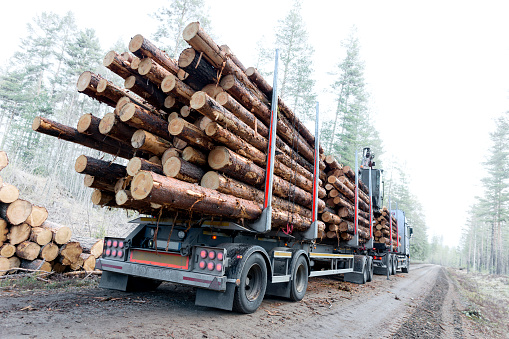 Timber truck just finished loading on small scandinavian dirt road