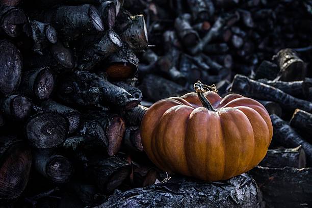 Old pumpking in front of the firewood wall, a lot of firewood and big orange pumpkin.