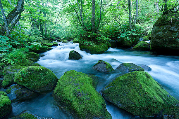 japanische mountain stream - präfektur aomori stock-fotos und bilder