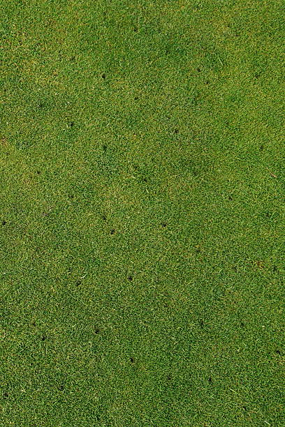 istock Putting green on golf course - Aerated - maintenance background vertical 476108690