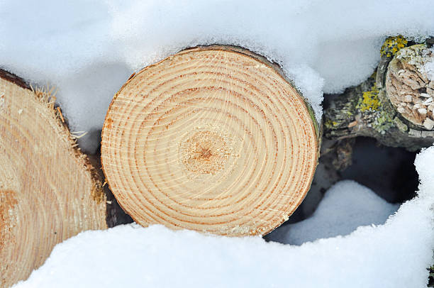 istock Pile of wood in forest 476108911