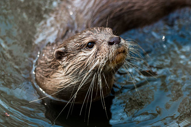 River otter stock photo