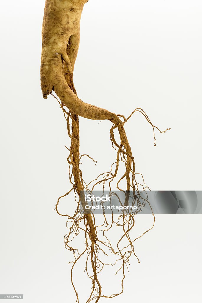 Fresh ginseng root on white background Fresh ginseng root Asia Stock Photo