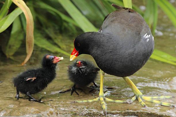 Image of mother bird feeding baby moorhens / fluffy-chicks (Gallinula chloropus) Photo showing a proud mother moorhen feeding some of her recently hatched chicks, which are just a day or two old and extremely fluffy.  The mother bird is feeding them some white bread that has just been thrown in the stream, with the black chicks standing on a flat rock as they are being fed. moorhen bird water bird black stock pictures, royalty-free photos & images