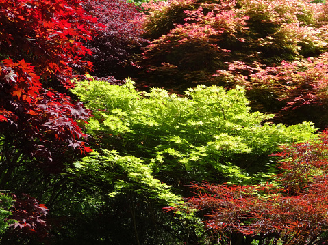 Photo showing the stunning bright red, pink, yellow and green leaves growing on a group of large Japanese maples (acer palmatum).  The contrasting foliage is especially attractive in the full sun, showing that most maples do not require shade in the garden.  The varieties include atrolineare linearilobum, atropurpureum dissectum, beni maiko, bloodgood, deshojo, garnet and orange dream.