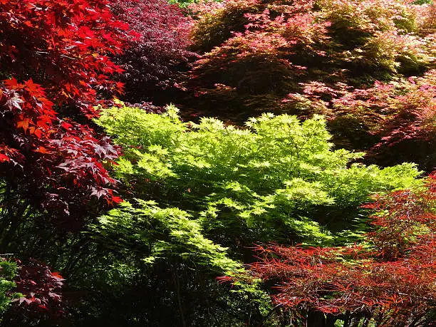 Photo of Image of green, yellow, pink, red Japanese-maple leaves (acer-palmatum varieties)