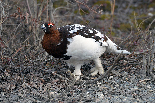 istock Willow Ptarmigan - Denali National Park - Alaska 476109704
