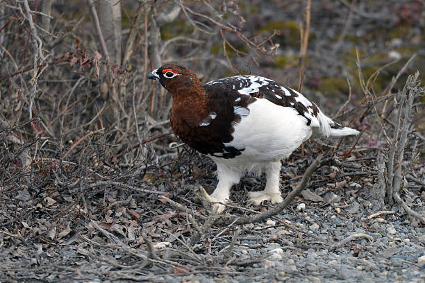 istock Willow Ptarmigan - Denali National Park - Alaska 476109714