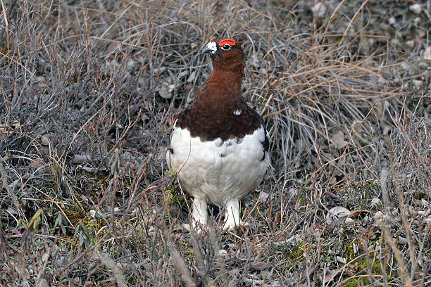 istock Willow Ptarmigan - Denali National Park - Alaska 476109716