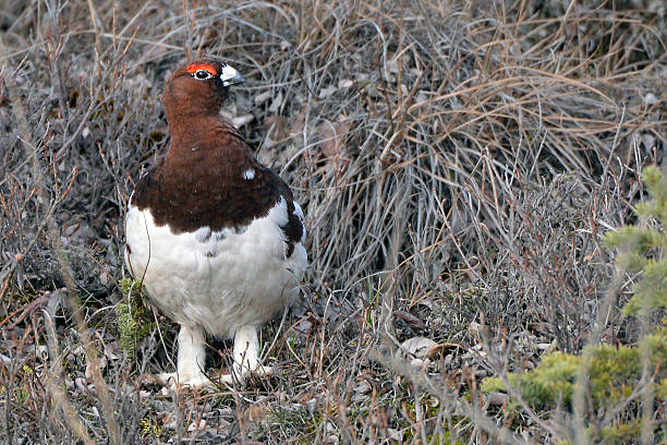 istock Willow Ptarmigan - Denali National Park - Alaska 476109718