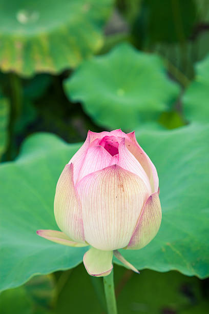istock blooming lotus flower in the sunshine 476109829