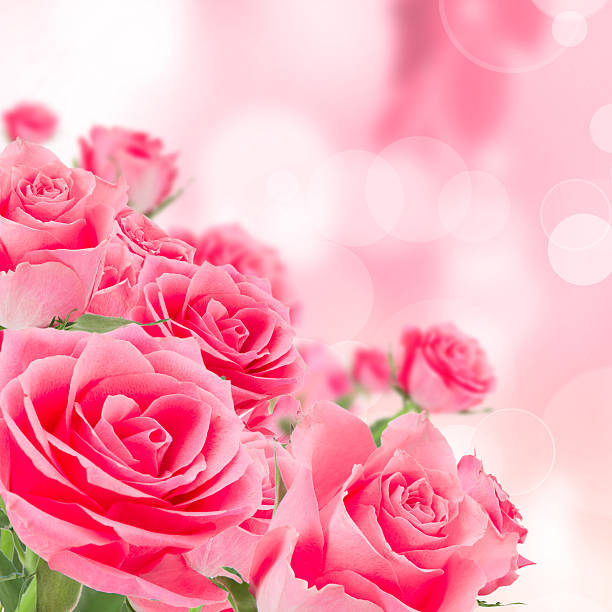 istock Natural pink roses background 476110387