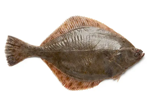 Whole single fresh  European flounder on white background