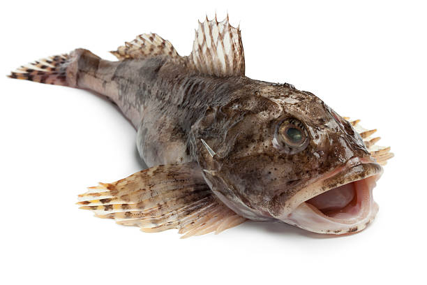 istock Fresh raw sea cottid 476110753