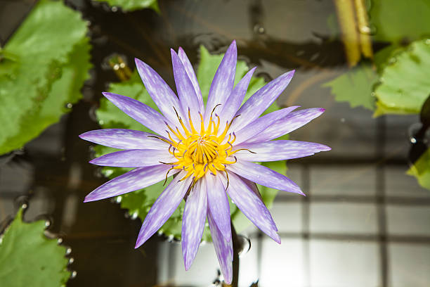 roxo lírio d'água - lotus root water lotus plant - fotografias e filmes do acervo