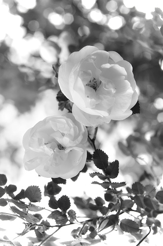 Rose. Rose vintage photo.  black and white